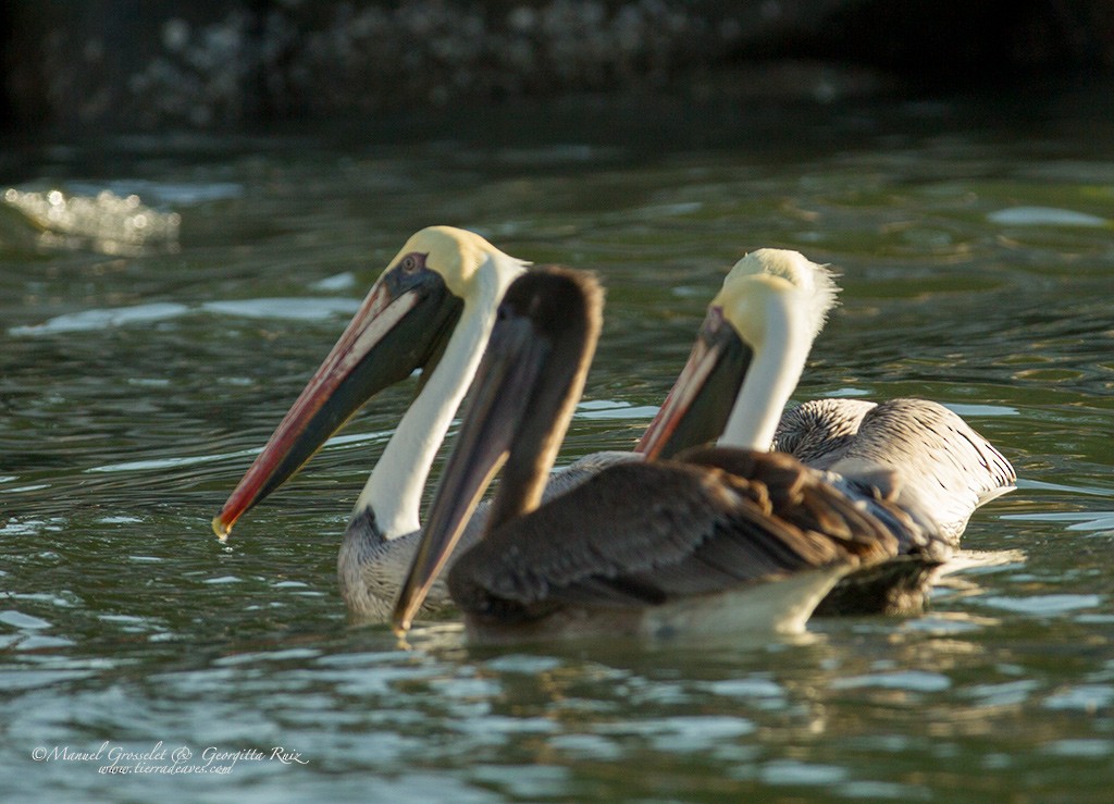 pelikán hnědý (ssp. californicus) - ML42214391