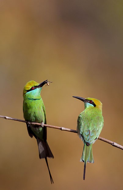 Asian Green Bee-eater - ML422144331