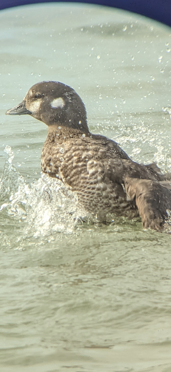 Harlequin Duck - Liston Rice