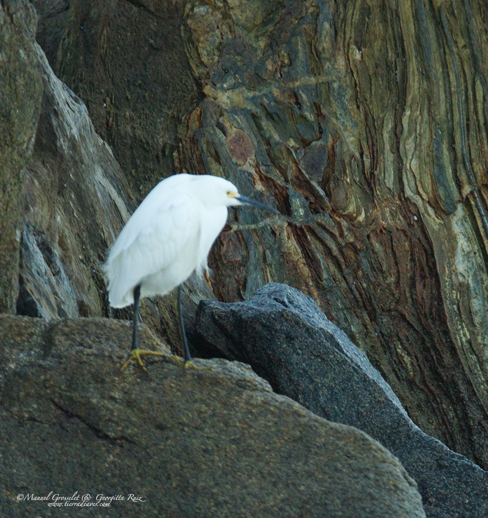 Snowy Egret - ML42214511