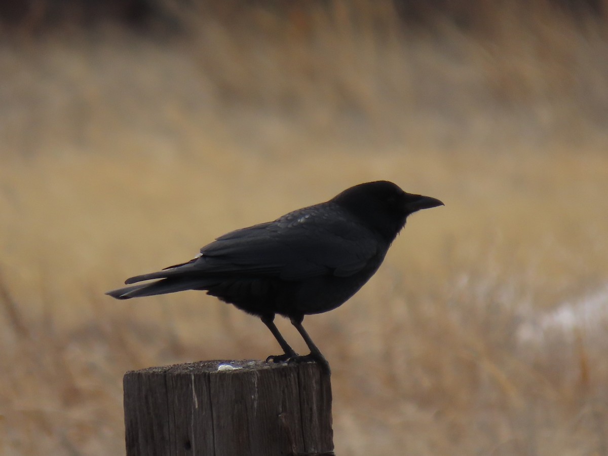 American Crow - ML422145221