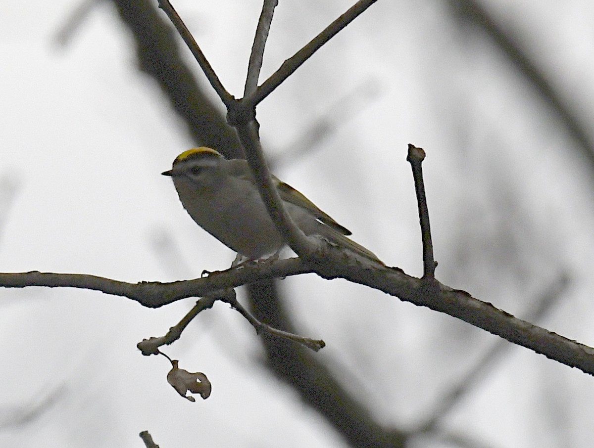 Golden-crowned Kinglet - ML422145291