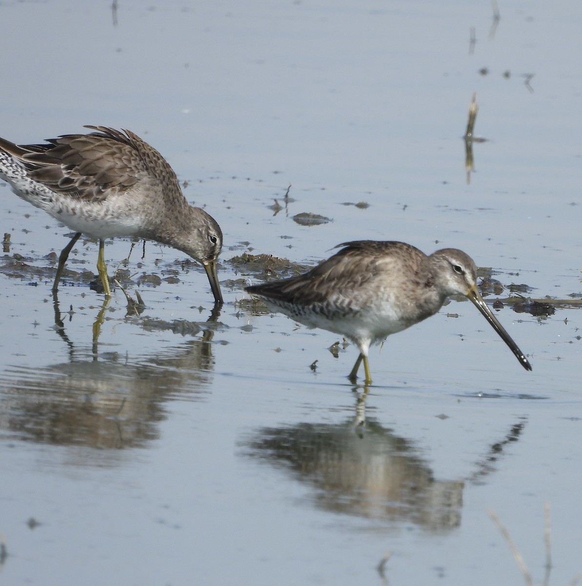 Long-billed Dowitcher - ML422146031