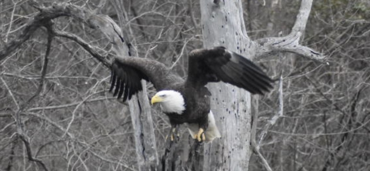 Bald Eagle - ML422146291