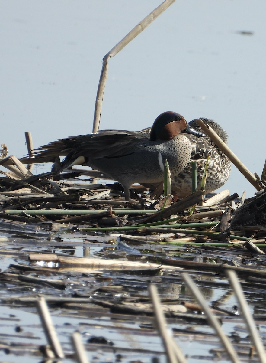 Green-winged Teal - ML422147191