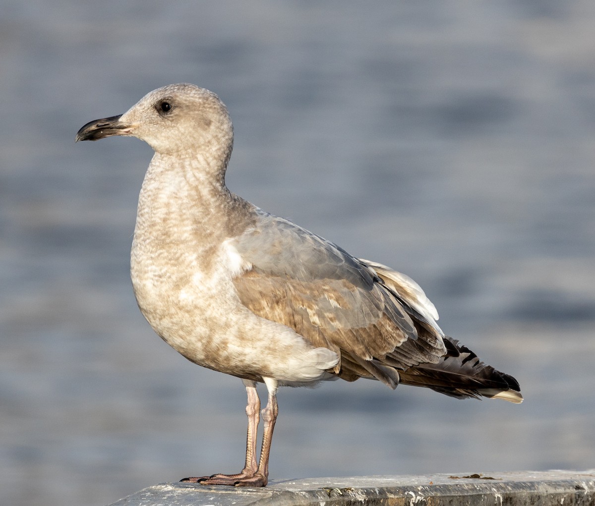 Western x Glaucous-winged Gull (hybrid) - ML422147281