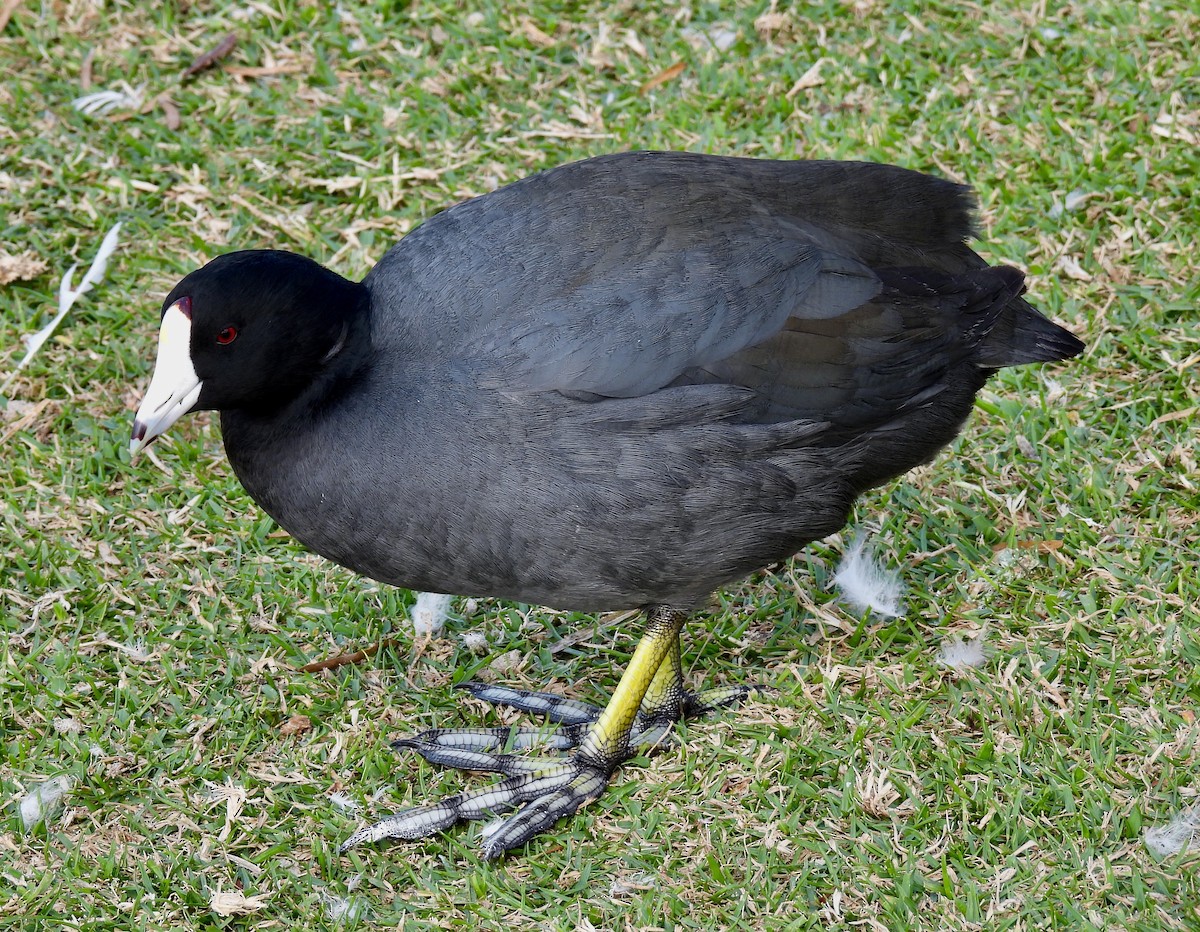 American Coot - Van Remsen