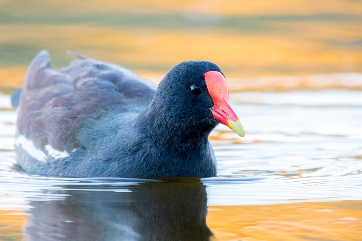 Common Gallinule - ML422147541