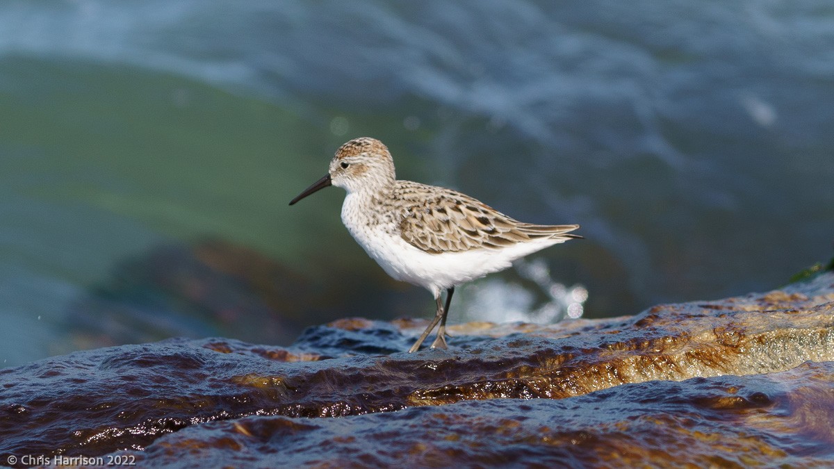 Western Sandpiper - ML422148321