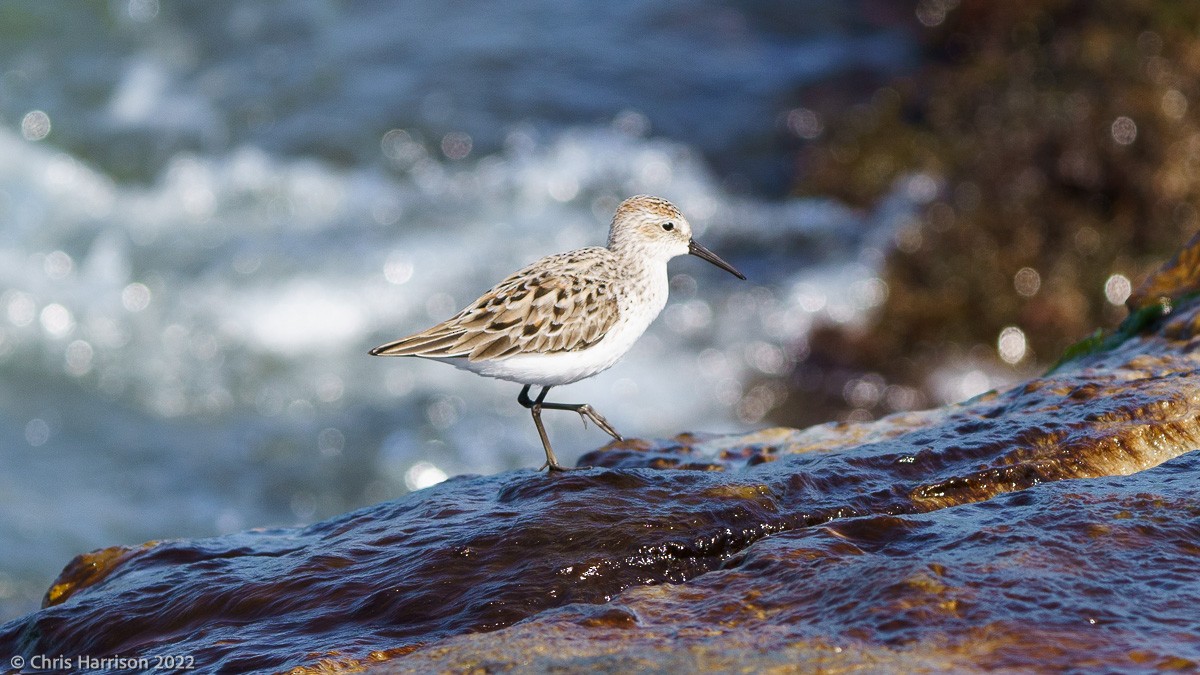 Western Sandpiper - ML422148331