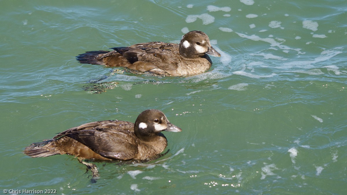 Harlequin Duck - ML422148371