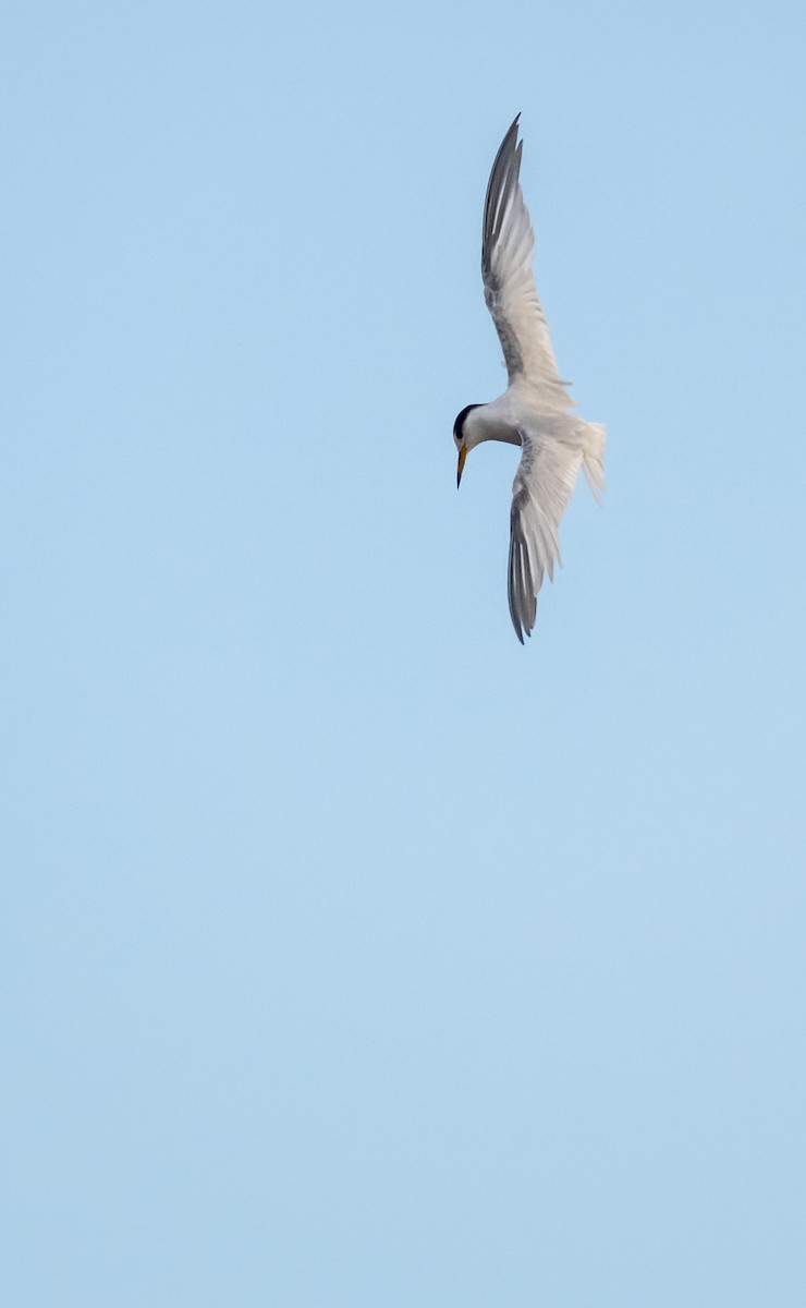 Little Tern - ML422148661