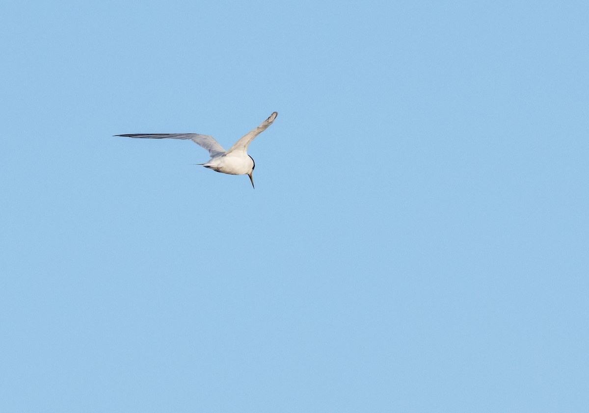 Little Tern - Gillie Matthew