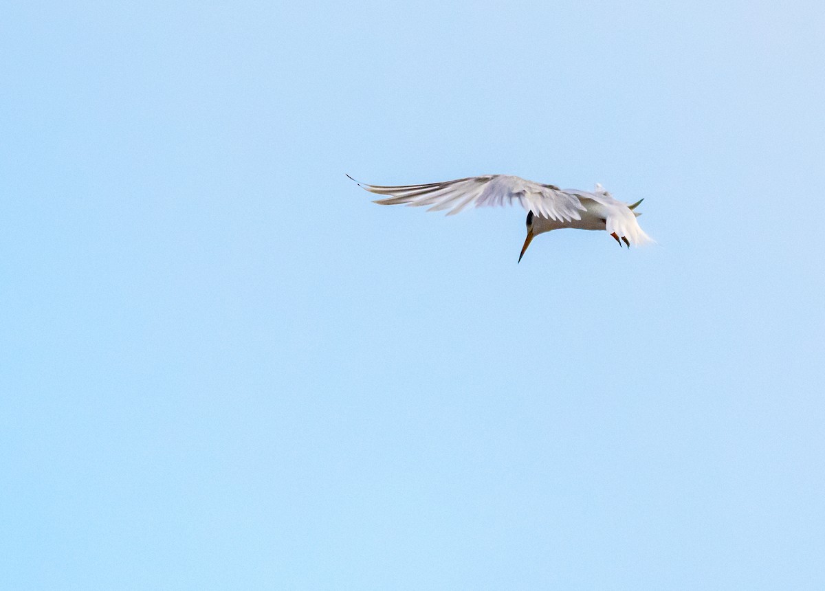 Little Tern - ML422148711