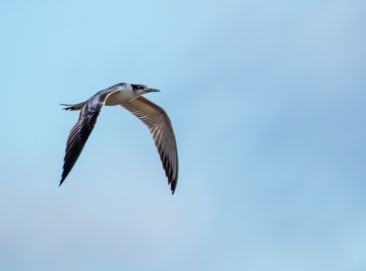 Great Crested Tern - Gillie Matthew