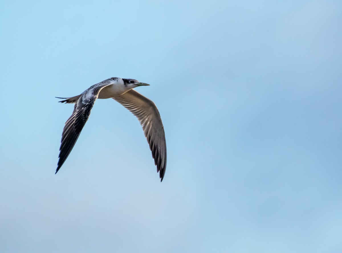 Great Crested Tern - ML422148721