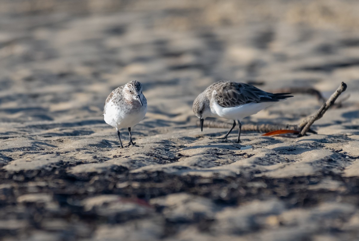 Rotkehl-Strandläufer - ML422148831