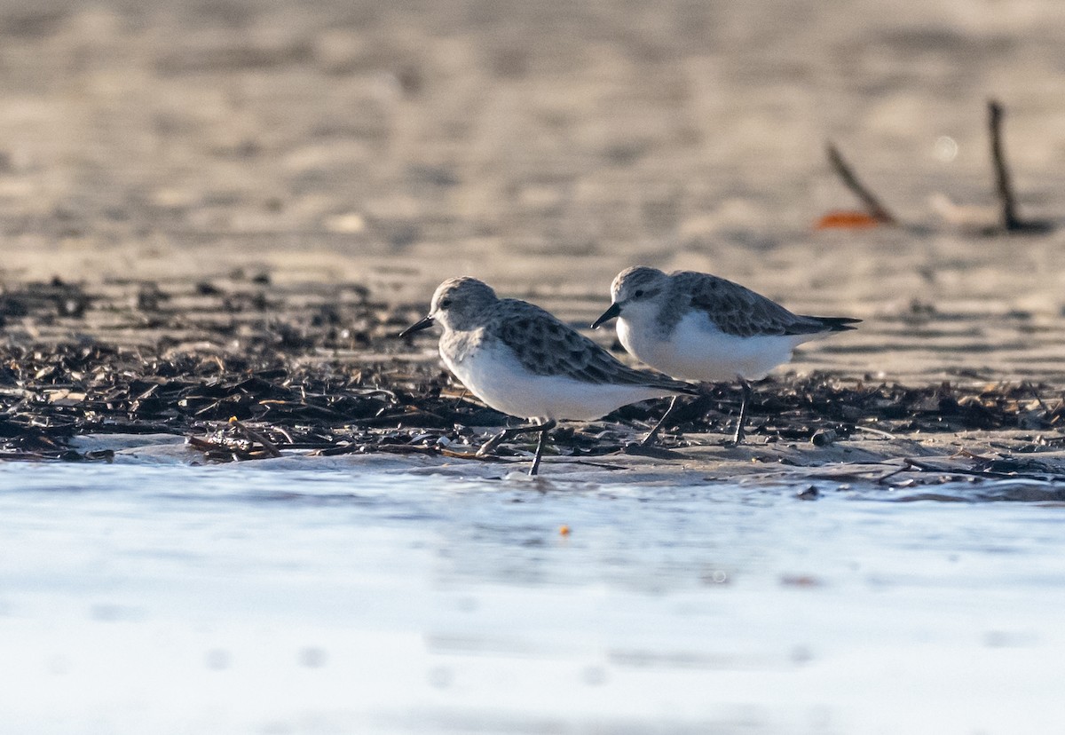 Red-necked Stint - ML422148851