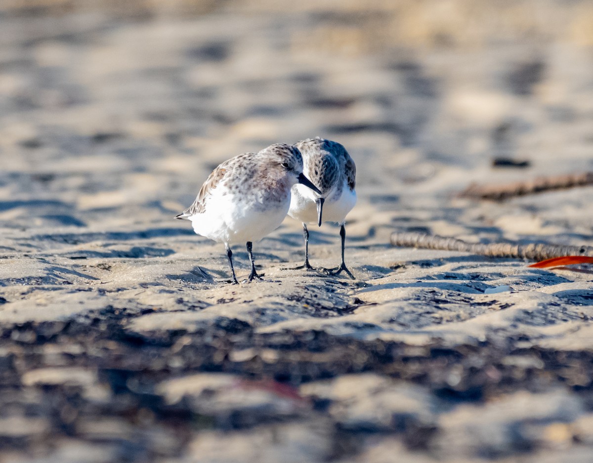 Rotkehl-Strandläufer - ML422148861