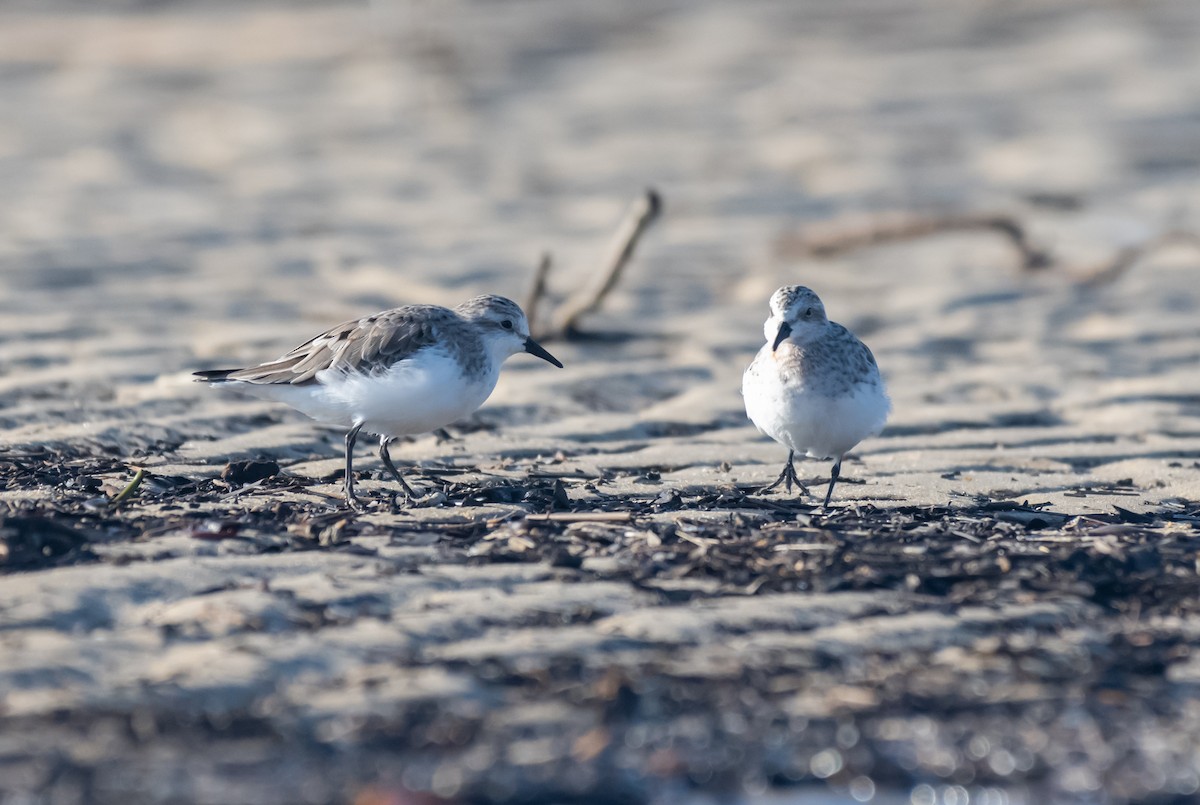 Red-necked Stint - ML422148931