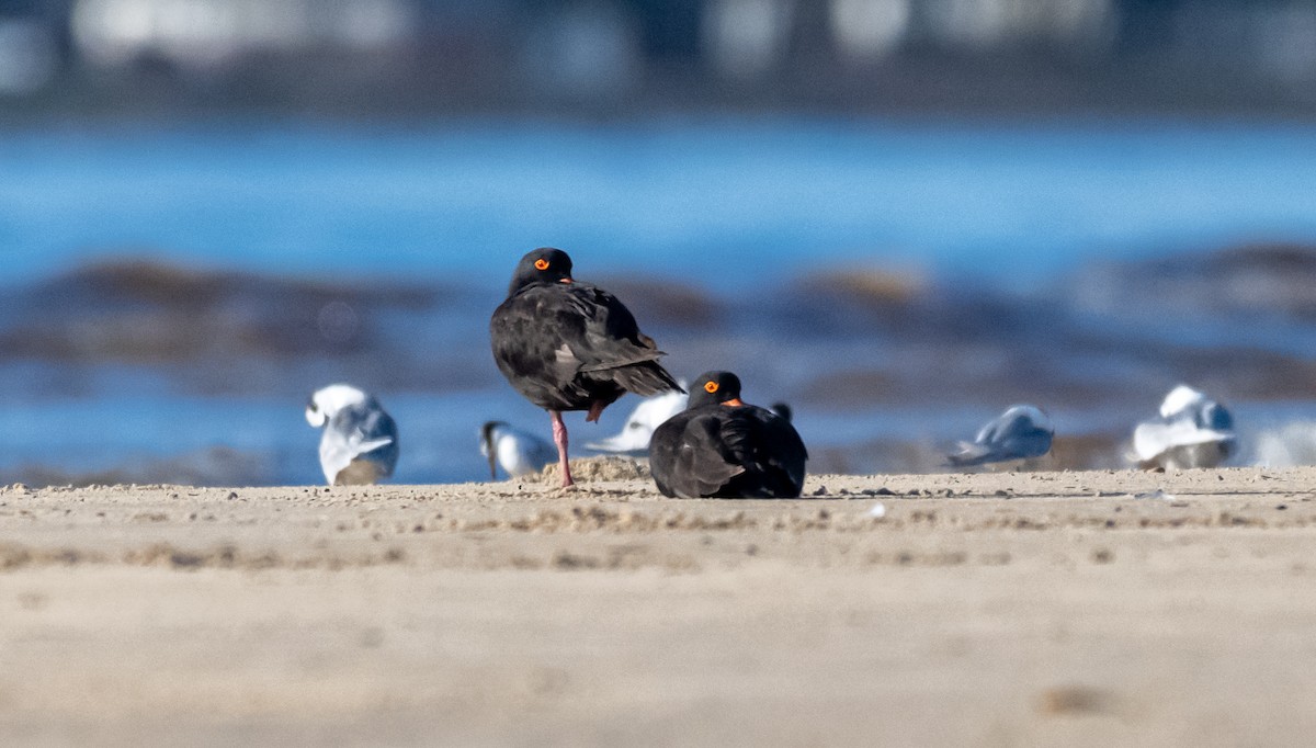 Sooty Oystercatcher - ML422148991