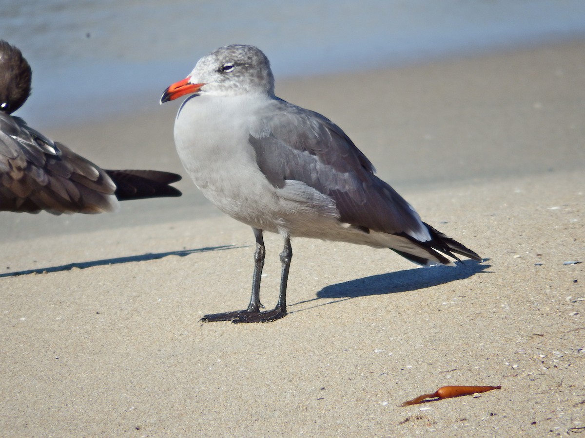 Heermann's Gull - Bill Ypsilantis