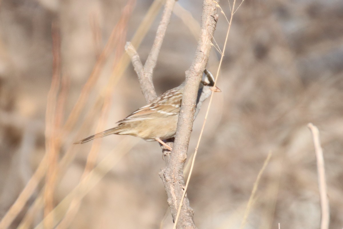 White-crowned Sparrow (Dark-lored) - ML422149211