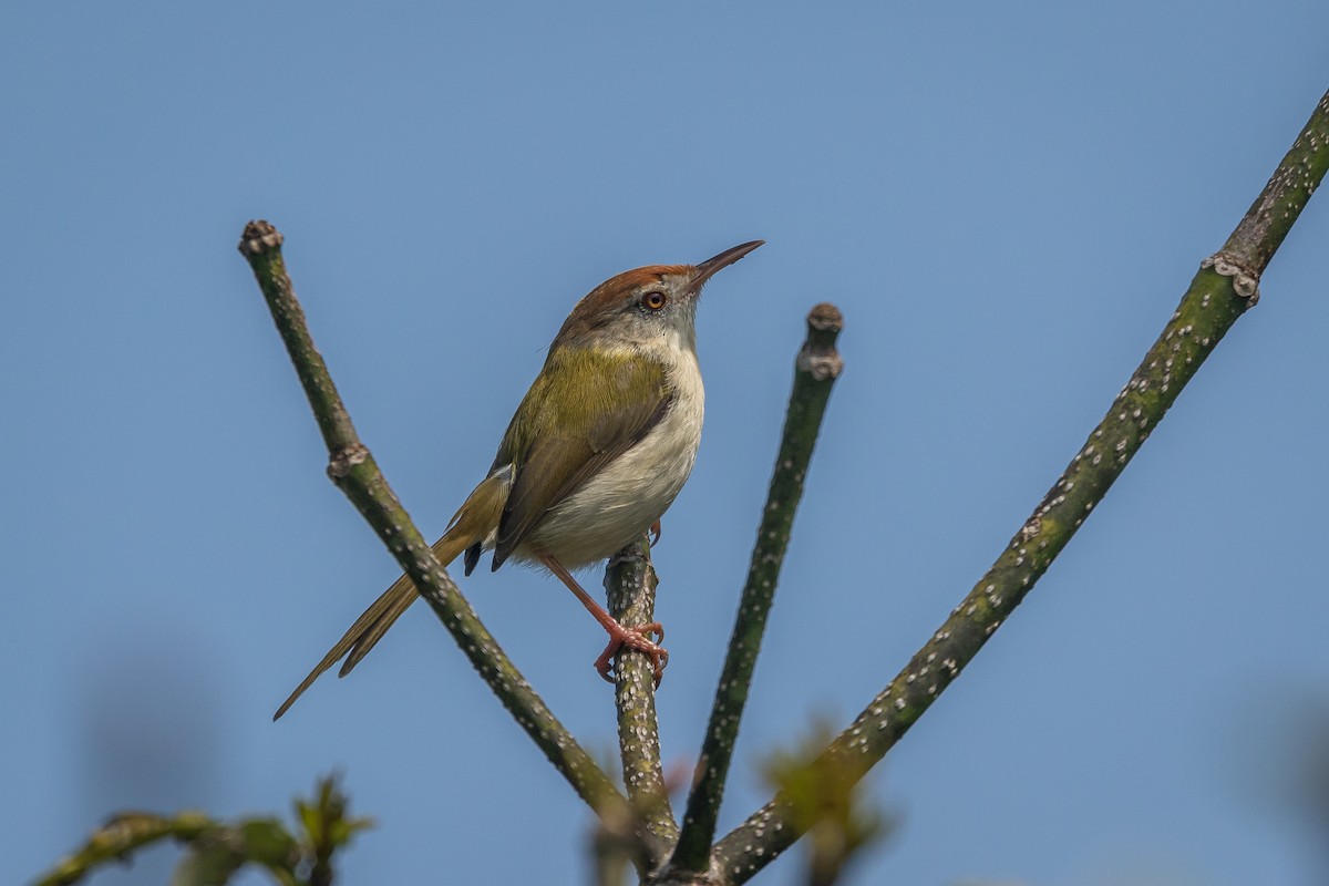 Common Tailorbird - ML422149221