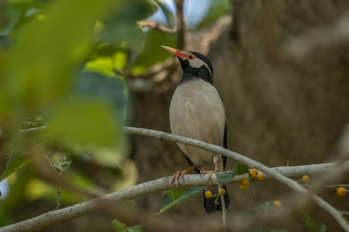 Indian Pied Starling - ML422149551