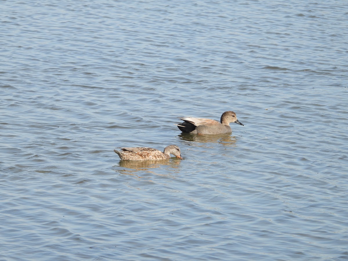 Gadwall - ML422149581