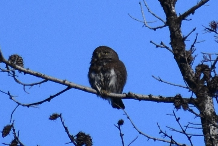 Northern Pygmy-Owl - ML422149891