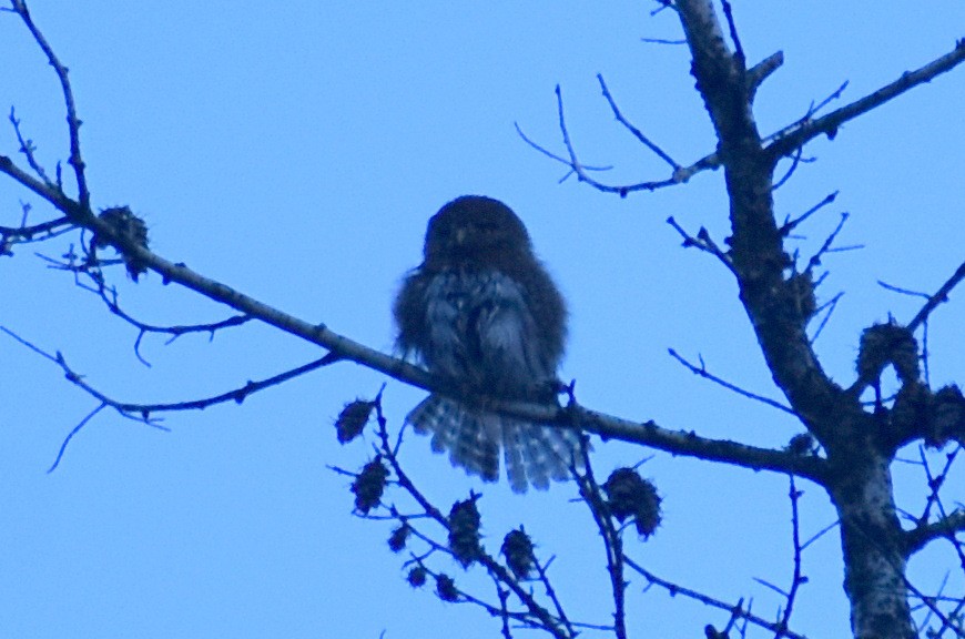 Northern Pygmy-Owl - ML422149901