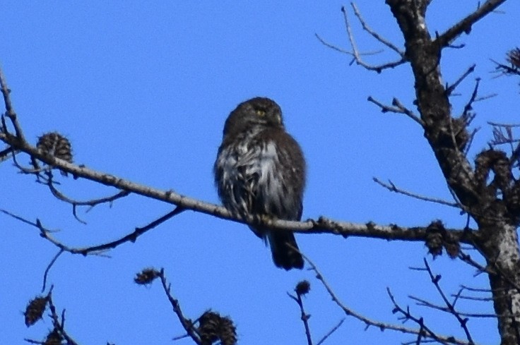 Northern Pygmy-Owl - ML422149911