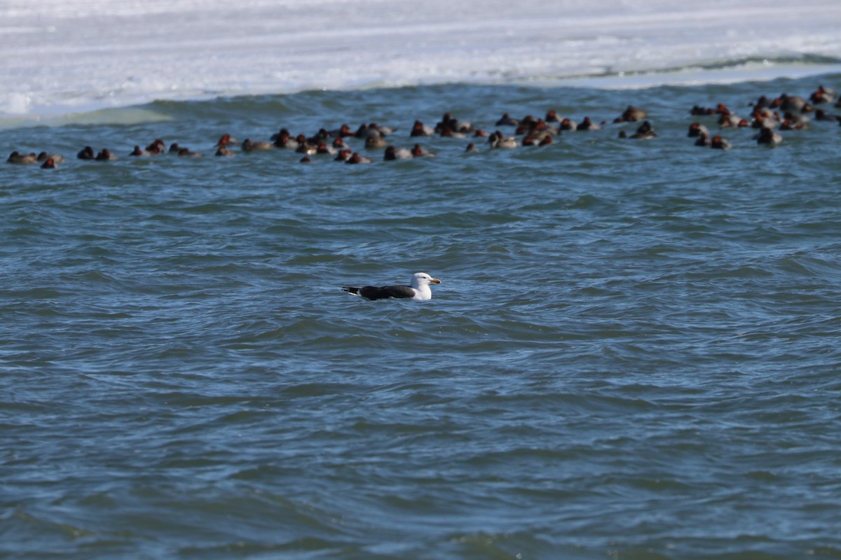 Great Black-backed Gull - ML422150821