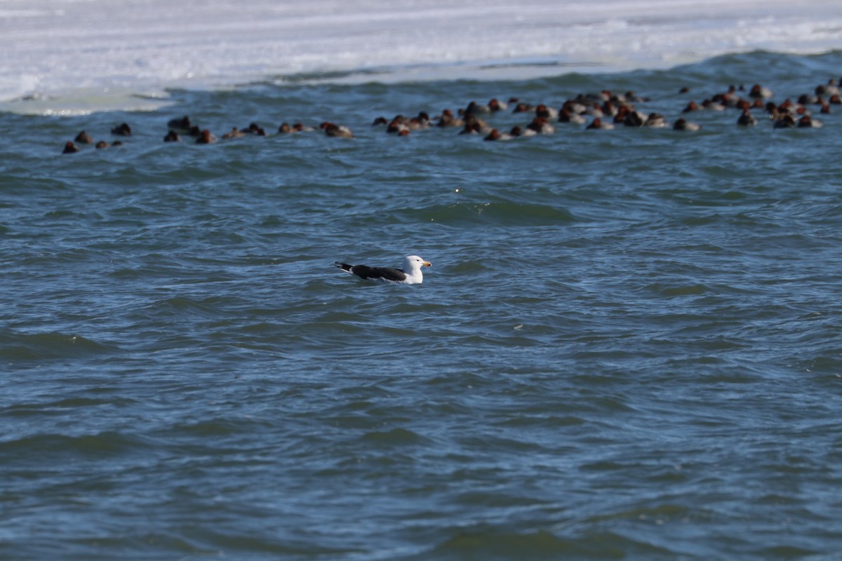 Great Black-backed Gull - ML422150831