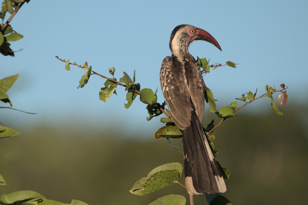 Southern Red-billed Hornbill - ML422151071