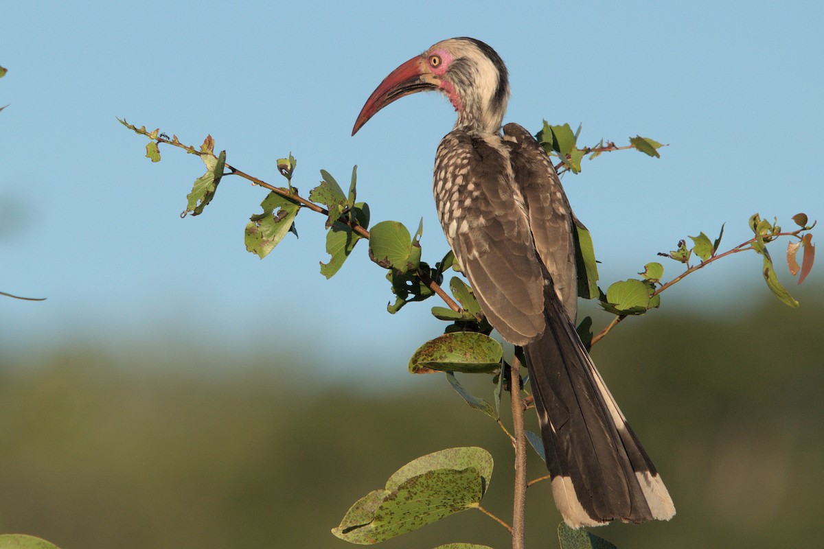 Southern Red-billed Hornbill - ML422151091