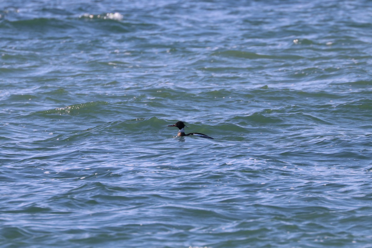 Red-breasted Merganser - ML422152401