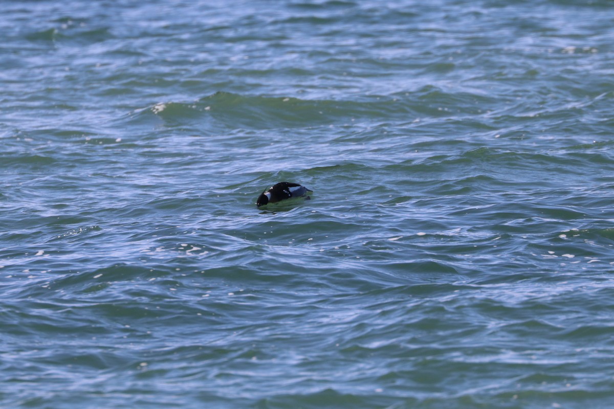 Red-breasted Merganser - ML422152411