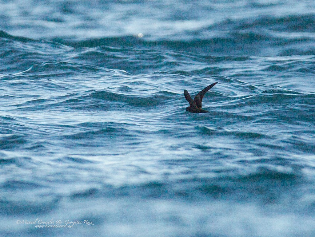 Least Storm-Petrel - ML42215261