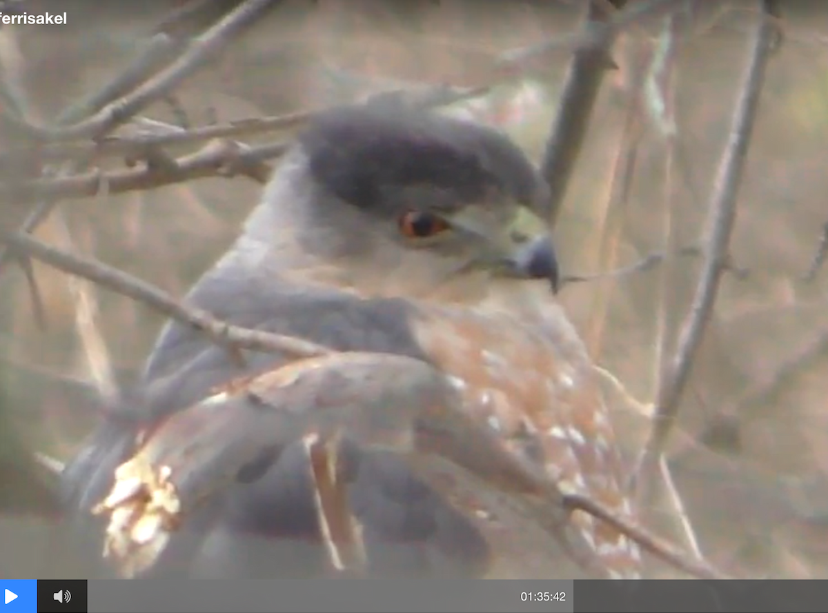 Cooper's Hawk - ML42215271