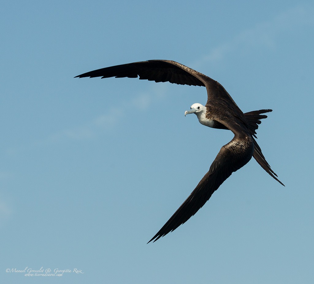 Magnificent Frigatebird - manuel grosselet