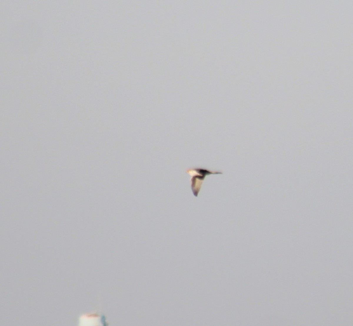 Prairie Falcon - ML422154501