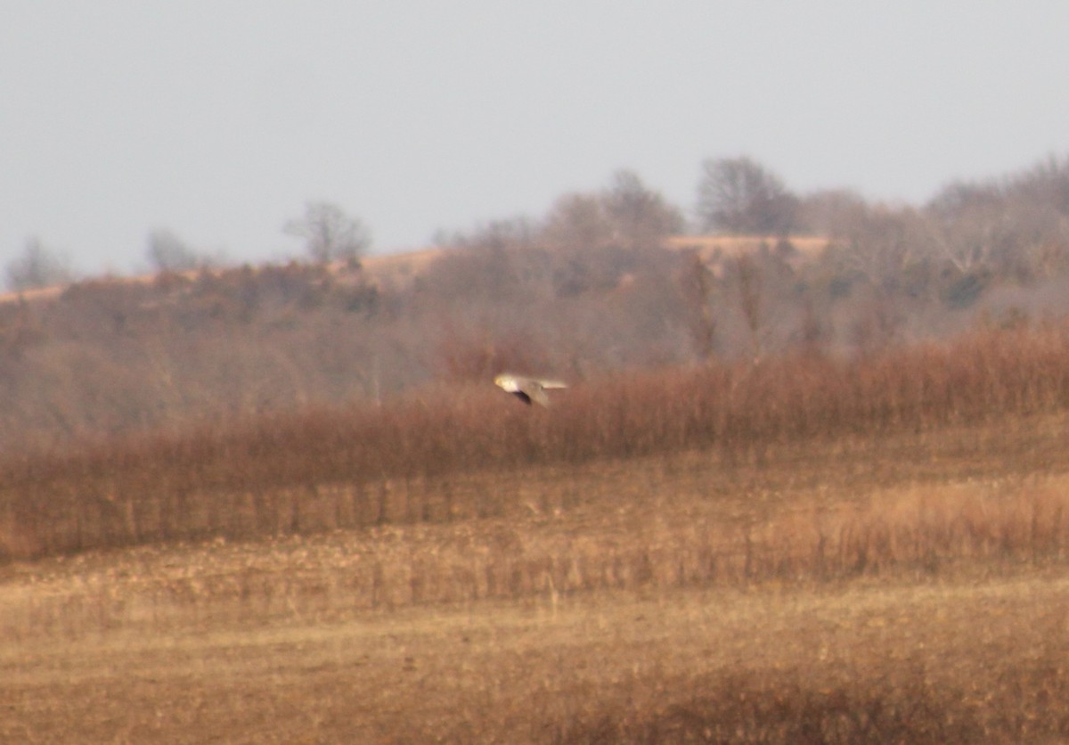 Prairie Falcon - ML422154511