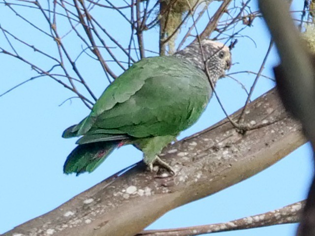 Speckle-faced Parrot - ML422154781