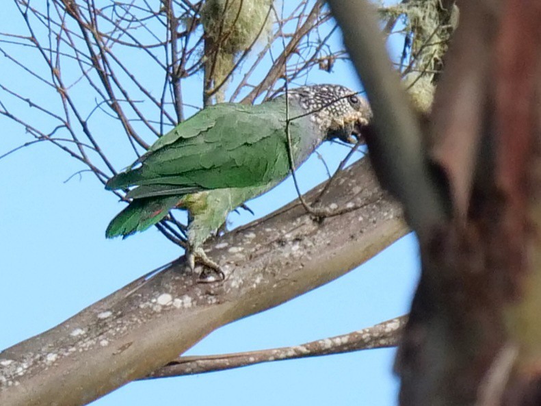 Speckle-faced Parrot - ML422154791