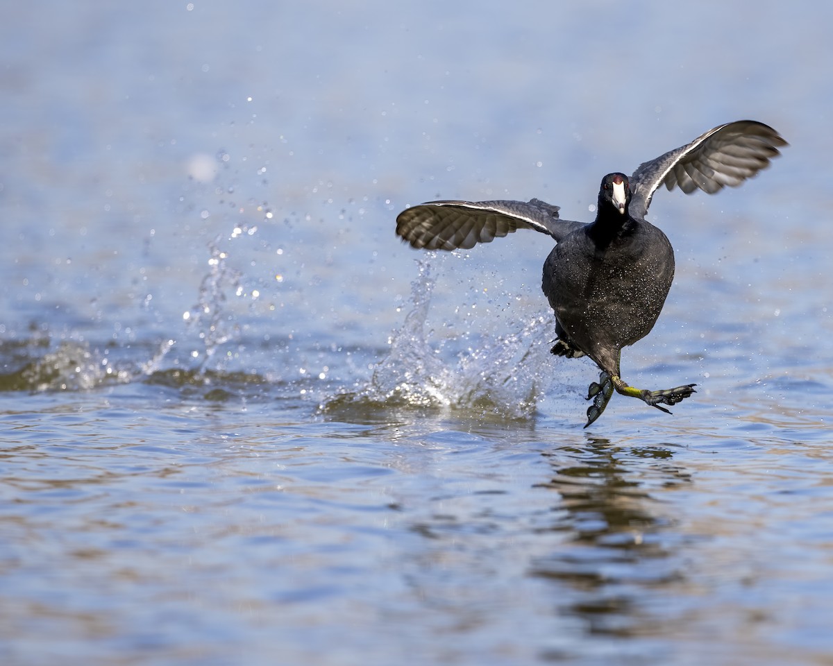 American Coot - Anonymous