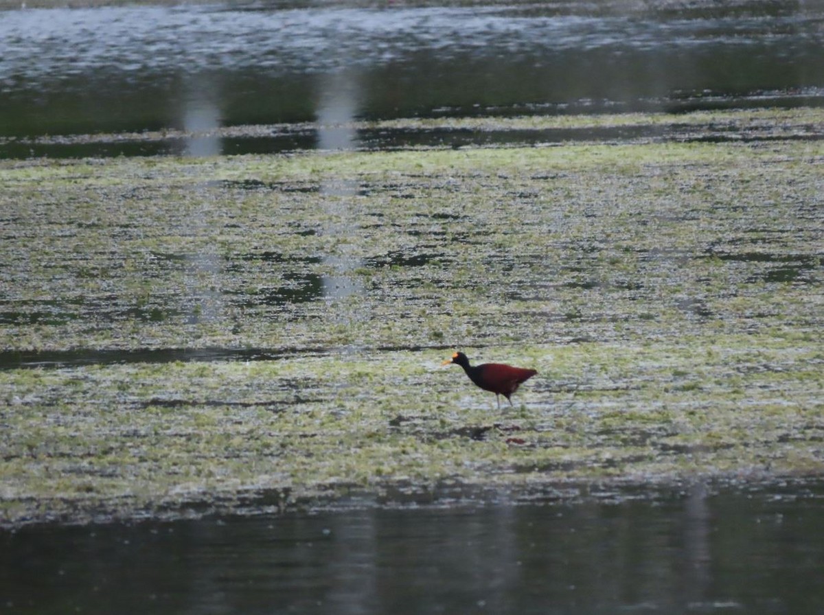 Northern Jacana - ML422155281