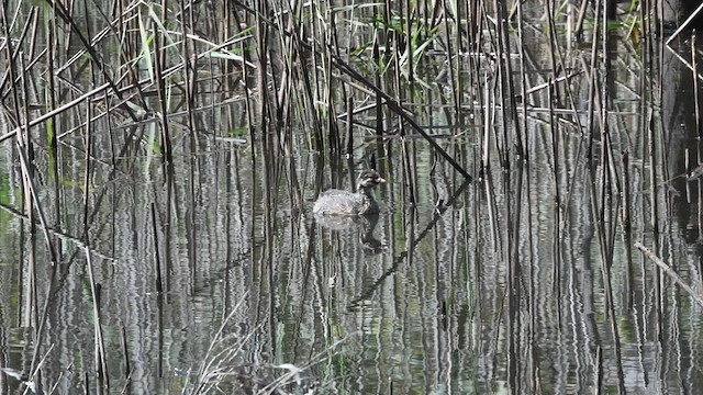 Australasian Grebe - ML422158241