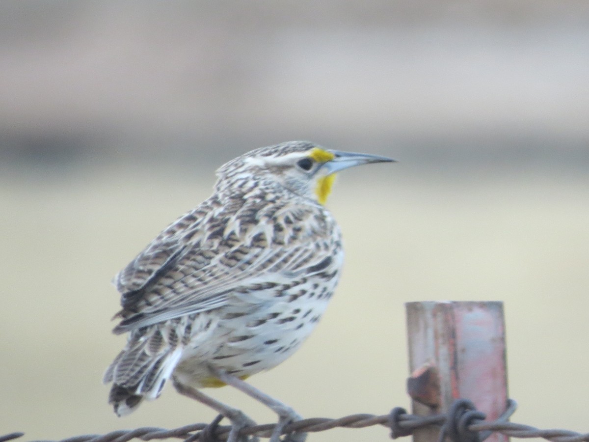 Western Meadowlark - ML422159811